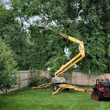 Best Palm Tree Trimming  in Long View, NC