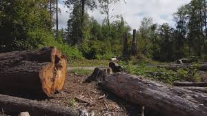 Best Tree Removal  in Long View, NC