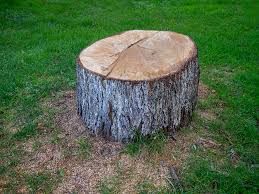 Best Tree Maintenance Programs  in Long View, NC