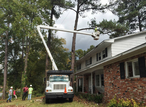 Best Tree and Shrub Care  in Long View, NC