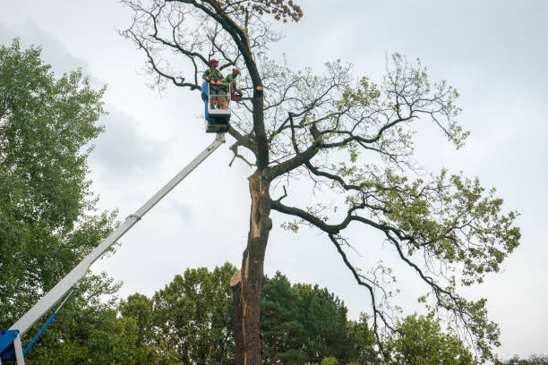 Best Storm Damage Tree Cleanup  in Long View, NC