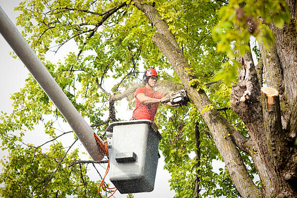 Professional Tree Care in Long View, NC