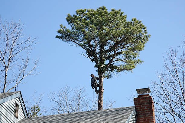 Best Tree Risk Assessment  in Long View, NC