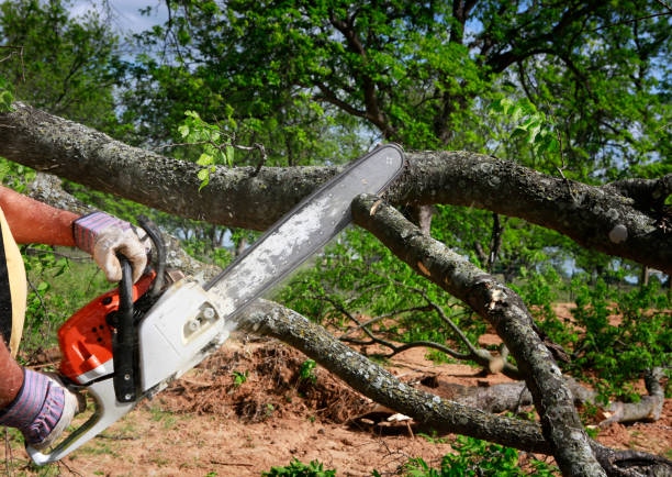 Best Tree Trimming and Pruning  in Long View, NC