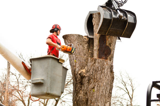 How Our Tree Care Process Works  in  Long View, NC