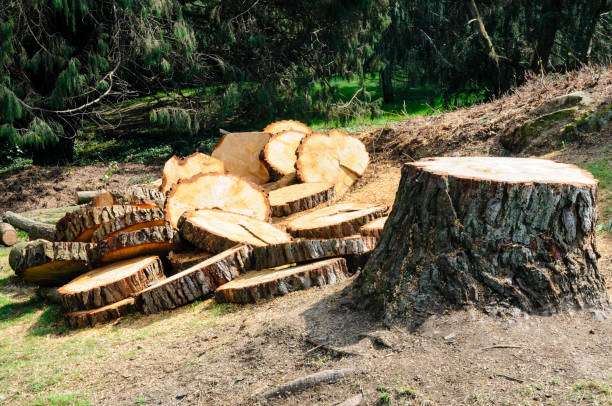 Best Hazardous Tree Removal  in Long View, NC